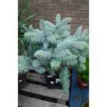 Super blue picea