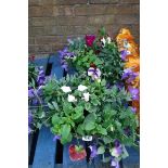 2 hanging baskets of mixed plants