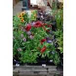 4 small trays of mixed perennial plants