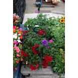 2 mixed plant hanging baskets