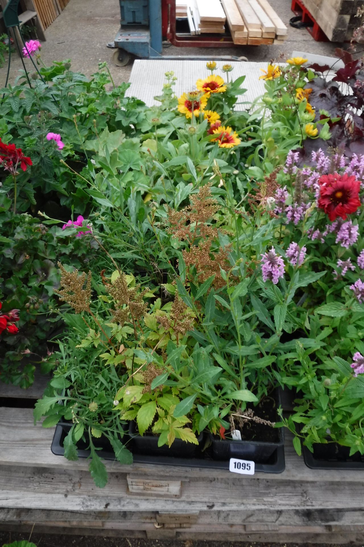 4 small trays of mixed perennial plants