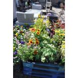 4 small trays of mixed perennial plants