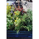 4 small trays of mixed perennial plants