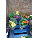 5 potted gerbera