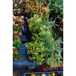 2 mixed herb patio tubs