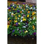 2 large trays of pansies