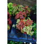 2 trays of coleus