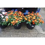 2 large red impatiens patio tubs