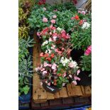 2 small bedding begonia patio tubs