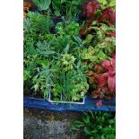 4 small trays of mixed herbs