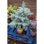 Super blue seedling picea