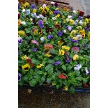 2 large trays of pansies