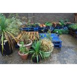 6 assorted potted plants