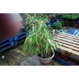 Potted bamboo