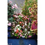 4 small trays of bedding begonias