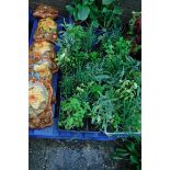 4 small trays of mixed herbs