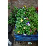 2 trays of pansies