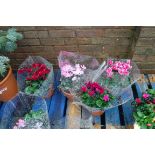 4 potted cyclamen in sheaves