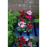 Tray of cyclamen