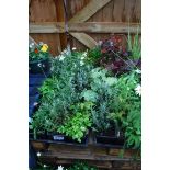 4 small trays of mixed perennial plants