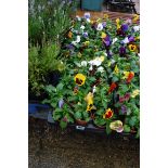 2 large trays of pansies