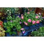 2 petunia hanging baskets