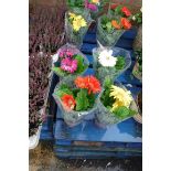 4 potted gerbera