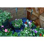 2 pansy hanging baskets