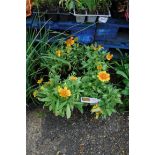 4 potted gaillardia mesa peach