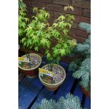 Potted acer