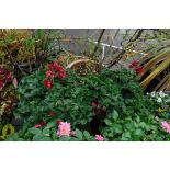 2 small geranium patio tubs