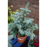 Super blue seedling picea