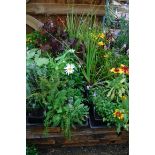 4 small trays of mixed perennial plants