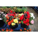 2 large bedding begonias patio tubs