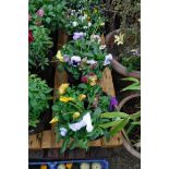 2 pansy patio tubs
