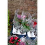 Tray of potted fuchsias and cyclamen