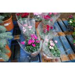 4 potted cyclamen in sheaves