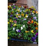 2 large trays of pansies