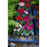 Tray of cyclamen