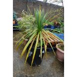 Large potted cordyline