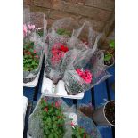 Tray of potted fuchsias and cyclamen