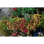 2 coleus patio tubs