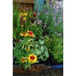 4 small trays of mixed perennial plants