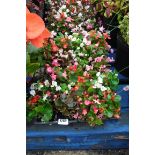 4 small trays of bedding begonias