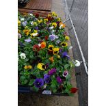 2 large trays of pansies