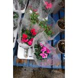 Tray of potted fuchsias and cyclamen