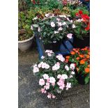 2 large pink impatiens patio tubs