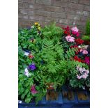 3 potted ferns