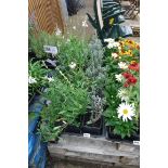4 small trays of mixed perennial plants