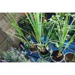 3 potted cortaderia